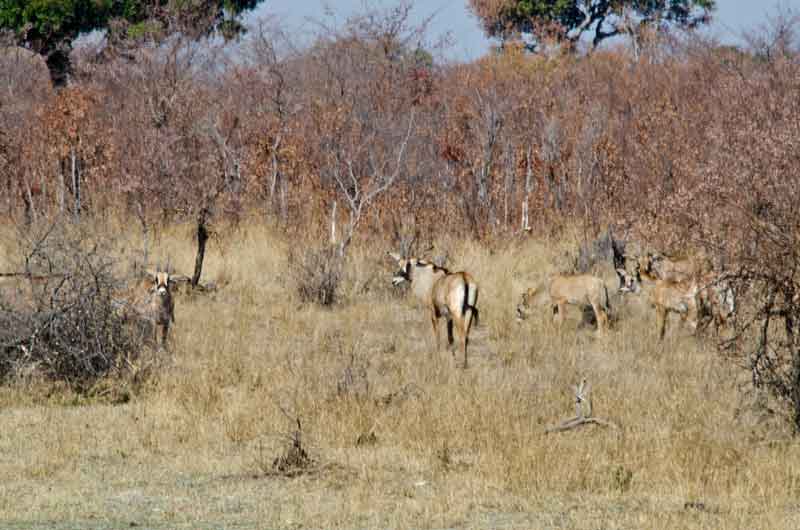 188 - Namibia - antilope Roan - reserva de animales Mahango